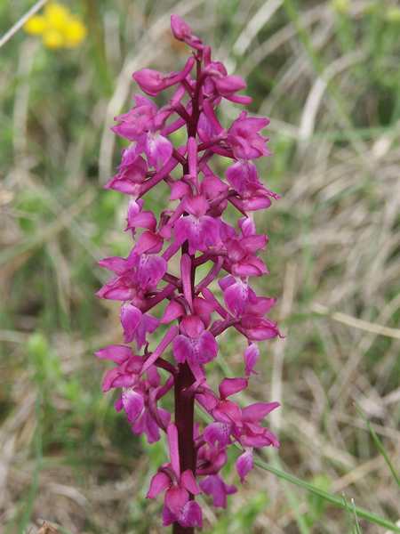 (20417)Orchis mascula,fleurs